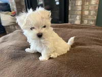 Korean Male Maltese 2, a male Maltese for sale in Imperial, MO – Photo 2 of 5