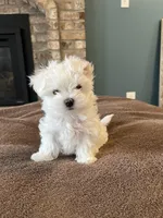 Korean Male Maltese 2, a male Maltese for sale in Imperial, MO – Photo 3 of 5