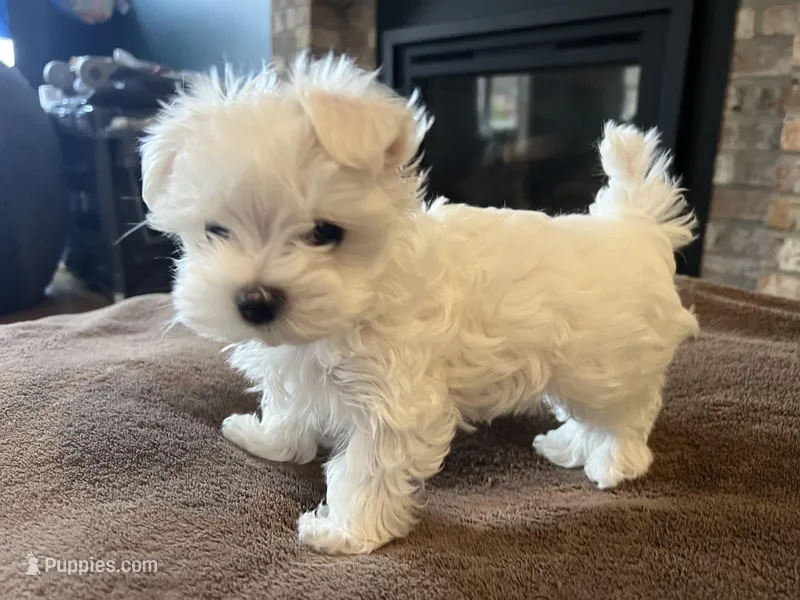 Korean Male Maltese 2 – Maltese puppy for sale in Imperial, MO