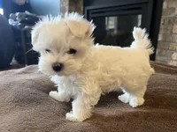Korean Male Maltese 2, a male Maltese for sale in Imperial, MO – Photo 1 of 5