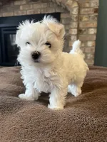 Korean Male Maltese 2, a male Maltese for sale in Imperial, MO – Photo 5 of 5