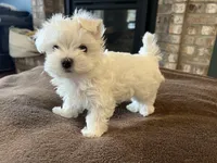 Korean Male Maltese 2, a male Maltese for sale in Imperial, MO – Photo 4 of 5
