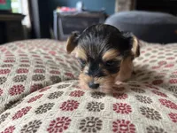 Teacup Morkie #1, a female Morkie for sale in Imperial, MO – Photo 6 of 6