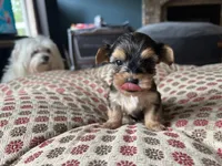 Teacup Morkie #1, a female Morkie for sale in Imperial, MO – Photo 5 of 6