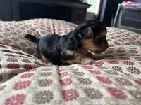 Teacup Morkie #1, a female Morkie for sale in Imperial, MO – Photo 3 of 6