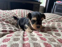 Teacup Morkie #1, a female Morkie for sale in Imperial, MO – Photo 4 of 6
