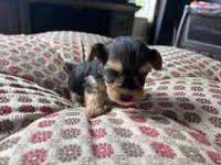 Teacup Morkie #1, a female Morkie for sale in Imperial, MO – Photo 1 of 6