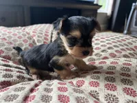 Teacup Morkie #1, a female Morkie for sale in Imperial, MO – Photo 2 of 6