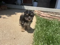 Morkie Female , a female Morkie for sale in Imperial, MO – 4 of 4