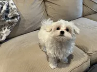 Maltese Boy , a male Maltese for sale in Imperial, MO – 4 of 4