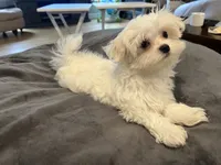 Maltese Boy , a male Maltese for sale in Imperial, MO – 2 of 4
