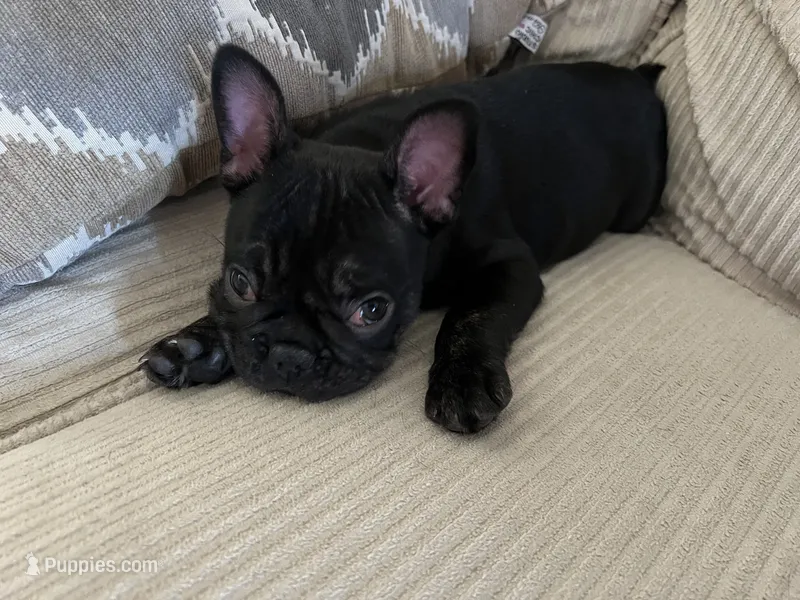 AKC Male Frenchie