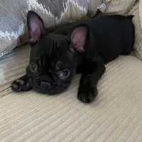 AKC Male Frenchie, a male French Bulldog for sale in Imperial, MO – Photo 1 of 9