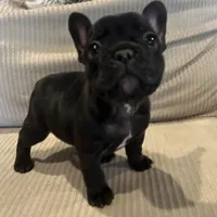 AKC Male Frenchie, a male French Bulldog for sale in Imperial, MO – Photo 6 of 9