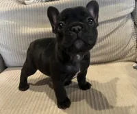 processed/eb0461f1-069c-4dd7-852d-2ede3bee319c/listing/725e3bda-35bd-4712-929e-a67a86a59be0/437bc6b7-a266-499e-b319-232e830ab906