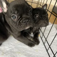 AKC Male Frenchie, a male French Bulldog for sale in Imperial, MO – Photo 4 of 9