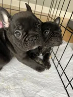 processed/eb0461f1-069c-4dd7-852d-2ede3bee319c/listing/725e3bda-35bd-4712-929e-a67a86a59be0/4ab84d53-6eb0-4ab4-9108-5f928dd07e57