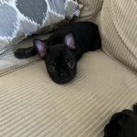 AKC Male Frenchie, a male French Bulldog for sale in Imperial, MO – Photo 3 of 9