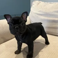 AKC Male Frenchie, a male French Bulldog for sale in Imperial, MO – Photo 8 of 9