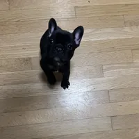 AKC Male Frenchie, a male French Bulldog for sale in Imperial, MO – Photo 7 of 9