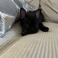 AKC Male Frenchie, a male French Bulldog for sale in Imperial, MO – Photo 5 of 9