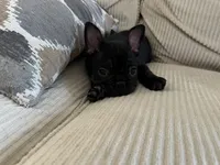 processed/eb0461f1-069c-4dd7-852d-2ede3bee319c/listing/725e3bda-35bd-4712-929e-a67a86a59be0/f52f25cf-9e55-4bc7-b93c-872623523469