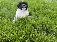 Maltipoo Male , a male Maltipoo for sale in Imperial, MO – 4 of 7