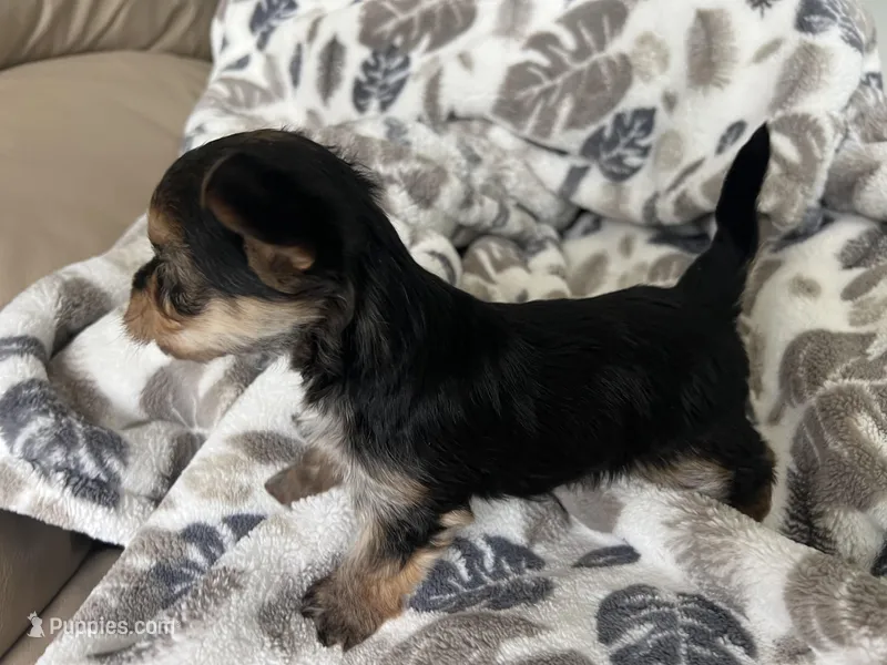 Teacup Morkie – Morkie puppy for sale in Imperial, MO