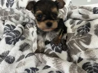Teacup Morkie, a female Morkie for sale in Imperial, MO – Photo 5 of 5