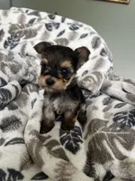 Teacup Morkie, a female Morkie for sale in Imperial, MO – Photo 2 of 5