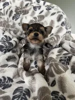 Teacup Morkie, a female Morkie for sale in Imperial, MO – Photo 3 of 5