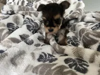 Teacup Morkie, a female Morkie for sale in Imperial, MO – Photo 4 of 5