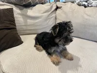Morkie Female , a female Morkie for sale in Imperial, MO – 3 of 4