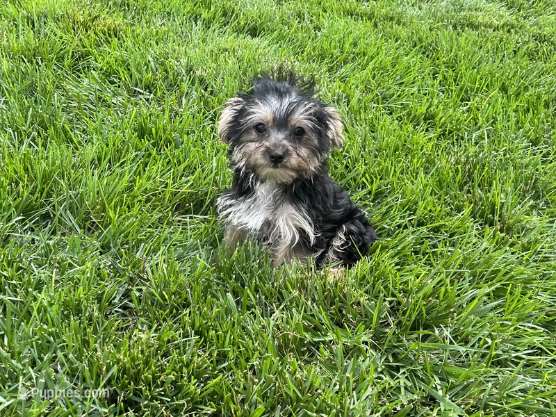 Morkie Female  – Morkie puppy on hold in Imperial, MO
