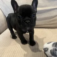 AKC Frenchie Female, a female French Bulldog for sale in Imperial, MO – Photo 5 of 7