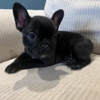 AKC Frenchie Female, a female French Bulldog for sale in Imperial, MO – Photo 3 of 7