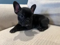 processed/eb0461f1-069c-4dd7-852d-2ede3bee319c/listing/865c6529-5c9e-4e2a-90c0-68fa4b0ba0c6/45c52b64-d974-4ddb-a43f-d0cc2ff99ac2