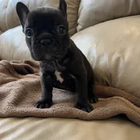 AKC Frenchie Female, a female French Bulldog for sale in Imperial, MO – Photo 2 of 7