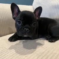 AKC Frenchie Female, a female French Bulldog for sale in Imperial, MO – Photo 1 of 7