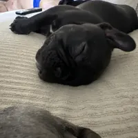 AKC Frenchie Female, a female French Bulldog for sale in Imperial, MO – Photo 6 of 7