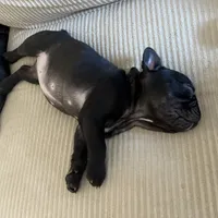 AKC Frenchie Female, a female French Bulldog for sale in Imperial, MO – Photo 7 of 7