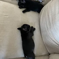 AKC Frenchie Female, a female French Bulldog for sale in Imperial, MO – Photo 4 of 7