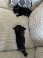 processed/eb0461f1-069c-4dd7-852d-2ede3bee319c/listing/865c6529-5c9e-4e2a-90c0-68fa4b0ba0c6/efdefc22-ef75-489d-bc82-149f8eb39b00