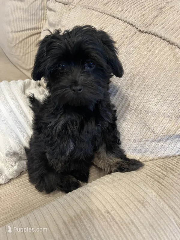 Maltipoo Male – Maltipoo puppy for sale in Imperial, MO