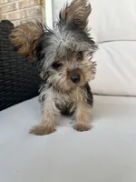 Teacup Yorkie Female, a female Yorkshire Terrier for sale in Imperial, MO – 5 of 6
