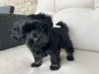 Maltipoo Male, a male Maltipoo for sale in Imperial, MO – 2 of 6