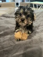 Morkie Female , a female Morkie for sale in Imperial, MO – 1 of 4