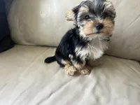 Teacup Morkie, a female Morkie for sale in Imperial, MO – 6 of 10