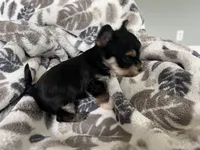 Morkie Puppy #4, a male Morkie for sale in Imperial, MO – Photo 4 of 7