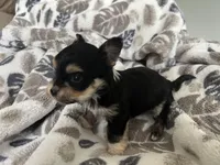 Morkie Puppy #4, a male Morkie for sale in Imperial, MO – Photo 6 of 7